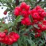 PYRACANTHA COCCINEA ‘Firethorn’