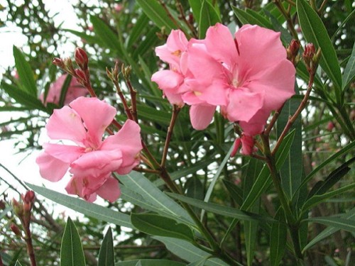 Leandru-Nerium oleander-Roz