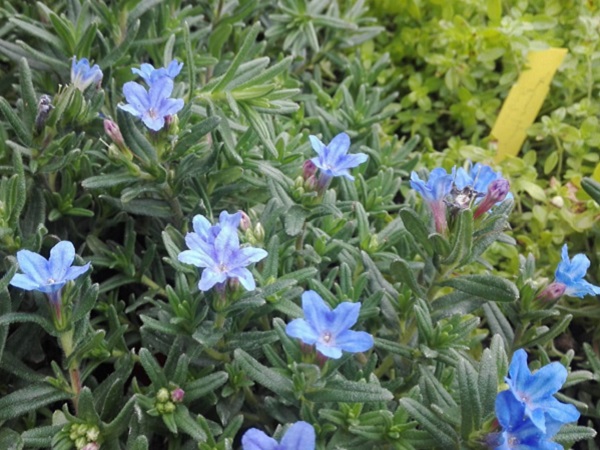 Margeluse-Lithodora diffusa Heavenly Blue