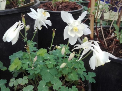 Caldaruse – Aquilegia vulgaris Winky Double White & White