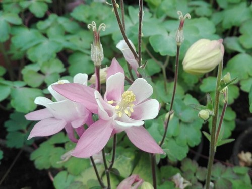 Caldaruse - Aquilegia Spring Magic Rose & Ivory