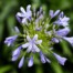Agapanthus Dr. Brouwer-Crinul african