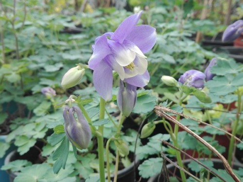 Caldaruse - Aquilegia vulgaris Winky Purple and White